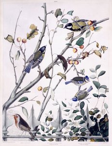 Roodborstje, koolmees (mannetje en vrouwtje) en pimpelmees (mannetje en vrouwtje), c.1841 door George (after) Shield