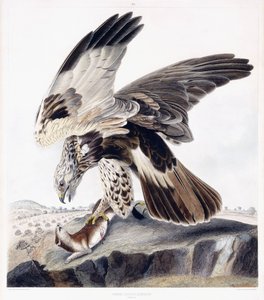 Ruigpootbuizerd (vrouwelijk), c.1841 door George (after) Shield