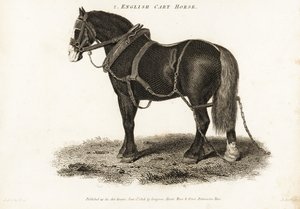 Engelse trekpaard of Shire trekpaard