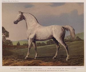 Nambrino, gefokt door Lord Grosvenor, in het bezit van de Markies van Westminster, op Eaton Hall door George (after) Stubbs