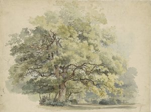 Boomstudie door George Andries Roth