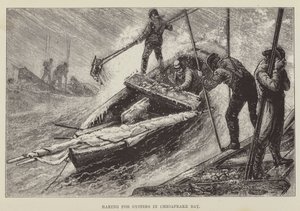Oesters harken in Chesapeake Bay