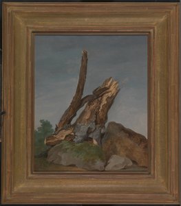 Studie van rotsen en takken