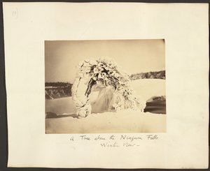 Een boom boven de Niagara watervallen