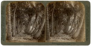 Laan van kokospalmen, Florida, VS, 1891