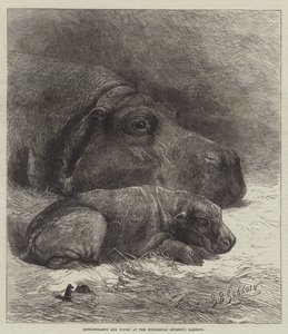 Nijlpaard en Jong in de Tuinen van de Zoological Society