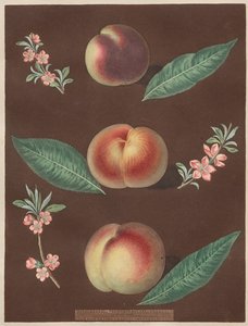 Pomona Britannica: Nr. 33 - Perziken