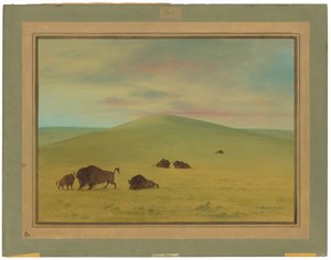 Amerikaanse weide - Prairies van de Platte