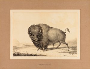 Buffalo Bull - nr. 2 door George Catlin