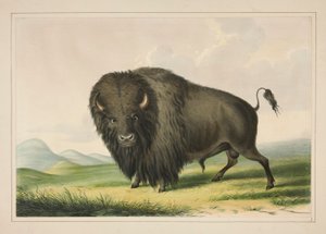 Buffalo Bull Grazing, pl. 2 uit de North American Indian Portfolio door George Catlin