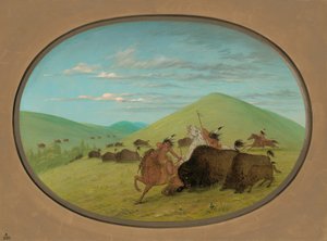 Buffeljacht - Stieren beschermen de kalveren