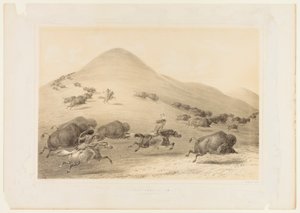 Buffeljacht, jacht nr. 6 door George Catlin