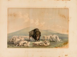 Buffeljacht, witte wolven vallen een buffelstier aan - nr. 10 door George Catlin