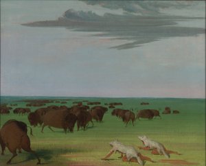 Buffeljacht onder het wolfsmasker