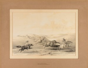Indianen jagen op buffels - nr. 29 door George Catlin
