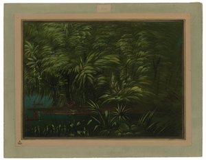 Weelderig Bos aan de Oever van de Amazone