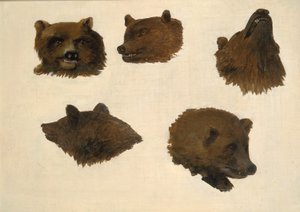 Portretten van twee grizzlyberen, uit het leven, 1839-1840