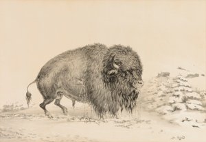 Zwaar gewonde buffel - nr. 16 door George Catlin