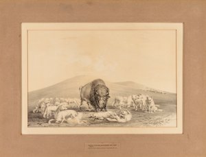 Witte Wolven vallen Oude Buffel aan - nr. 10 door George Catlin