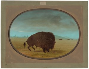 Gewonde buffelstier
