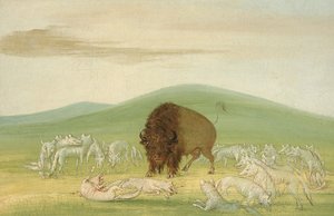 Gewonde buffelstier omringd door witte wolven door George Catlin