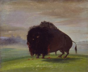 Gewonde Buffel, Zijn Bloed Strooiend Over De Prairies door George Catlin