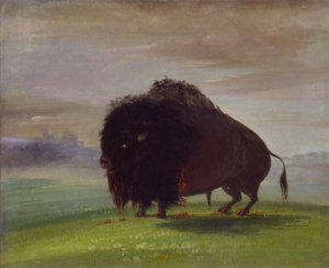 Gewonde Buffel, Zijn Bloed over de Prairies Strooiend