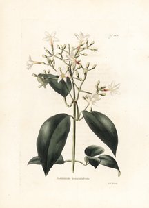Jasmijn (Jasminum paniculatum) - Lithografie door George Cooke, voor het Britse tijdschrift Conrad Loddiges Botanical Cabinet