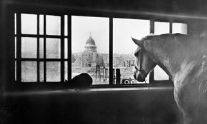 Paard met uitzicht op St Paul