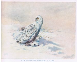 Sneeuwuil met haas, illustratie uit 