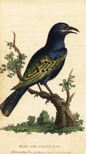 Afrikaanse glansspreeuw, Lamprotornis soorten, 1800 (gravure) door George Edwards