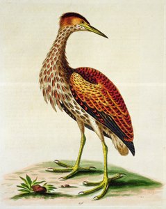 Roerdomp uit Hudson