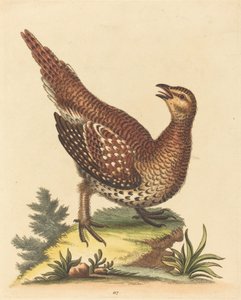 Bruin Gevlekte Vogel