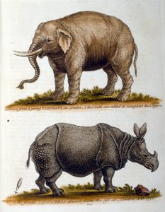 Gegraveerde illustratie van George Edwards, uit een boek met zeldzame vogels van G Edwards 1750. George Edwards (1694-1773) was een Britse naturalist en ornitholoog. Hij reisde veel door Europa en bestudeerde de natuurlijke historie en vogels in het bijzon door George Edwards