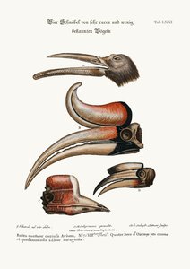 Vier merkwaardige snavels van vogels die weinig bekend zijn, 1749-73 door George Edwards