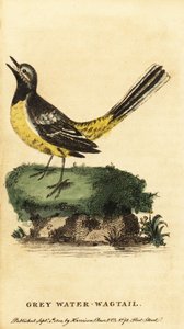 Gele kwikstaart, Motacilla cinerea, 1800 (gravure)