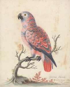 Guinea-papegaai
