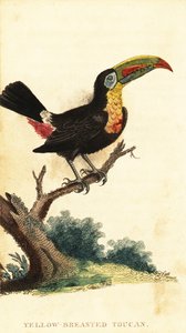 Regenboogtoekan, Ramphastos sulfuratus, 1800 (gravure)