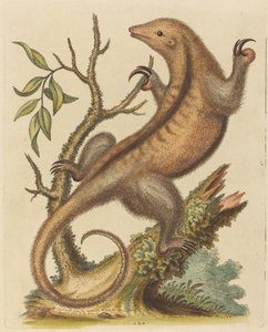 Dwergmiereneter, 1755
