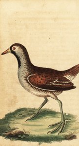 Sora, Porzana carolina.,1800 door George Edwards