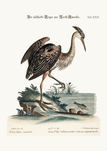 De Asgekleurde Reiger uit Noord-Amerika, 1749-73