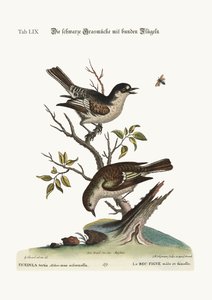 De haan koudvink. De hen koudvink, 1749-73