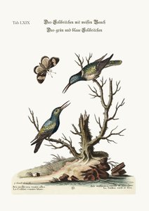 De witbuikige kolibrie. De groene en blauwe kolibrie, 1749-73 door George Edwards