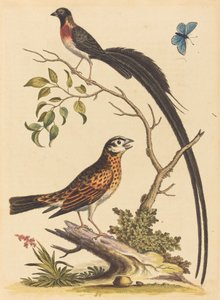Twee vogels, een met zeer lange staartveren, en blauwe vlinder, gepubliceerd 1745 door George Edwards