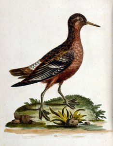 Aquarelillustratie uit een boek met zeldzame vogels van G Edwards 1750. George Edwards (1694-1773) was een Britse naturalist en ornitholoog. Hij reisde veel door Europa en bestudeerde de natuurlijke historie en vogels in het bijzonder. Hij kreeg enige erke door George Edwards