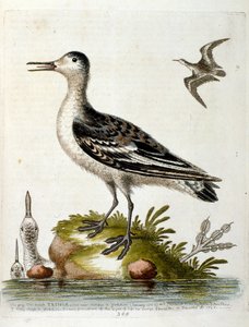 Aquarelillustratie uit een boek met zeldzame vogels van G Edwards 1750. George Edwards (1694-1773) was een Britse naturalist en ornitholoog. Hij reisde veel door Europa en bestudeerde de natuurlijke historie en vogels in het bijzonder. Hij kreeg enige erke door George Edwards