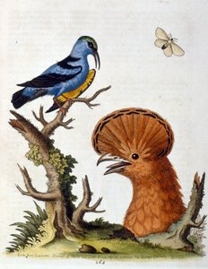 Aquarelillustratie uit een boek met zeldzame vogels van G Edwards 1750. George Edwards (1694-1773) was een Britse naturalist en ornitholoog. Hij reisde veel door Europa en bestudeerde de natuurlijke historie en vogels in het bijzonder. Hij kreeg enige erke door George Edwards