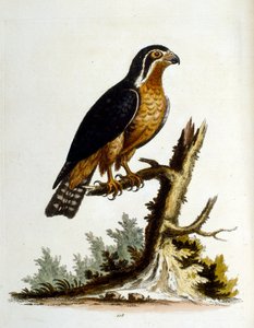 Aquarelillustratie uit een boek met zeldzame vogels van G Edwards 1750. George Edwards (1694-1773) was een Britse naturalist en ornitholoog. Hij reisde veel door Europa en bestudeerde de natuurlijke historie en vogels in het bijzonder. Hij kreeg enige erke door George Edwards