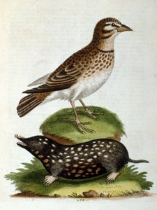 Aquarelillustratie uit een boek met zeldzame vogels van G Edwards 1750. George Edwards (1694-1773) was een Britse naturalist en ornitholoog. Hij reisde veel door Europa en bestudeerde de natuurlijke historie en vogels in het bijzonder. Hij kreeg enige erke door George Edwards