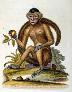 Aquarelillustratie uit een boek met zeldzame vogels van G Edwards 1750. George Edwards (1694-1773) was een Britse naturalist en ornitholoog. Hij reisde veel door Europa en bestudeerde de natuurlijke historie en vogels in het bijzonder. Hij kreeg enige erke